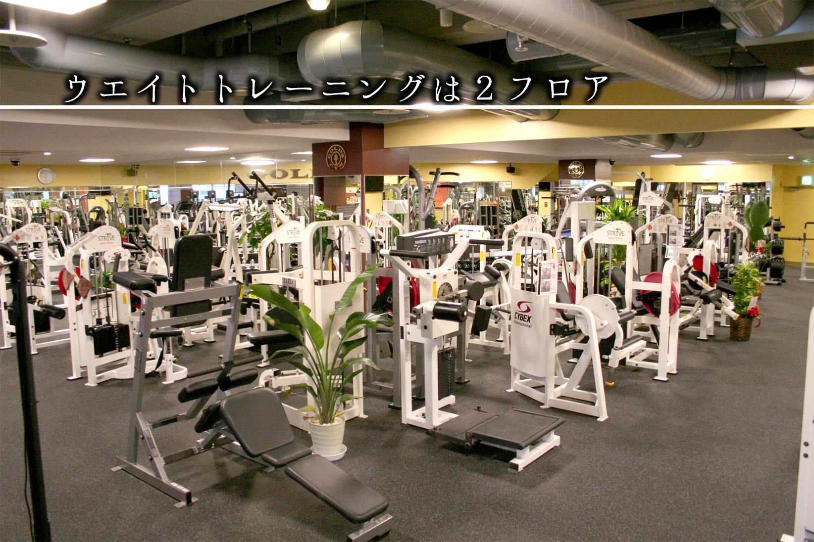 ゴールドジム 浦安千葉